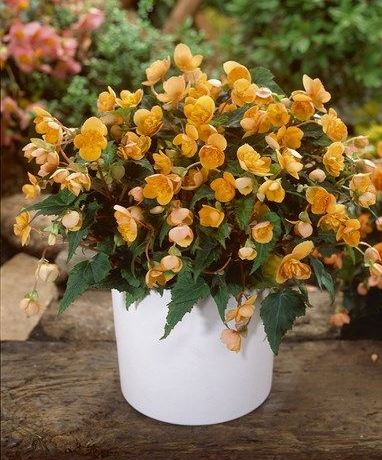 B. ‘Mrs Richard Gaulle’